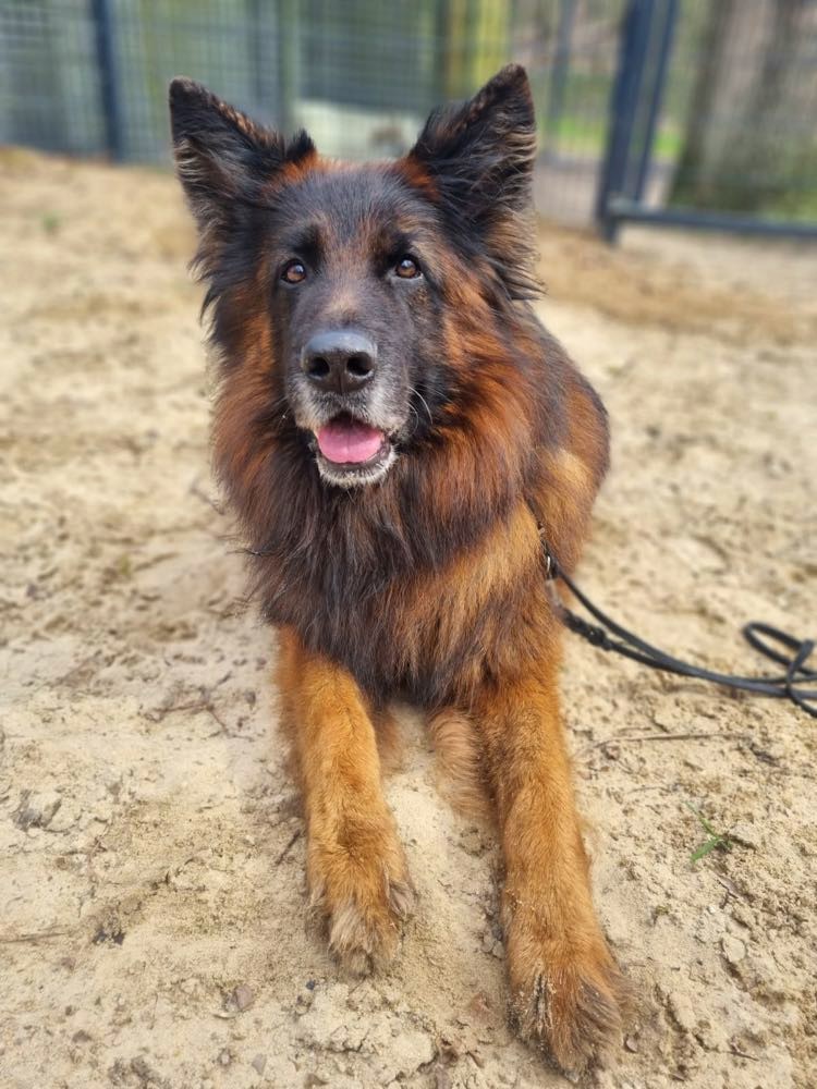 Hunde suchen eine Familie